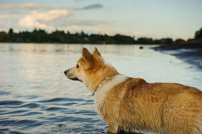 View of dog standing in lake water