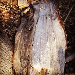 Close-up of tree trunk in forest