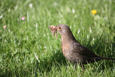 Close-up of duck on field