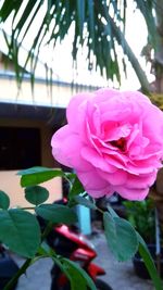 Close-up of pink rose