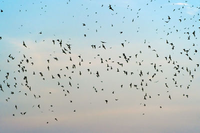 Flock of birds in sky at sunset