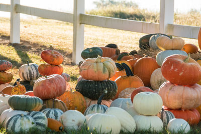 Pumpkins for sale