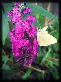 Close-up of butterfly on purple flowers