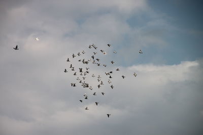 Low angle view of birds flying against sky