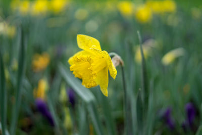 Close-up of yellow flower