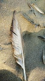 Full frame shot of sand at beach