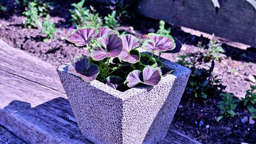 High angle view of purple  plants in a plant pot