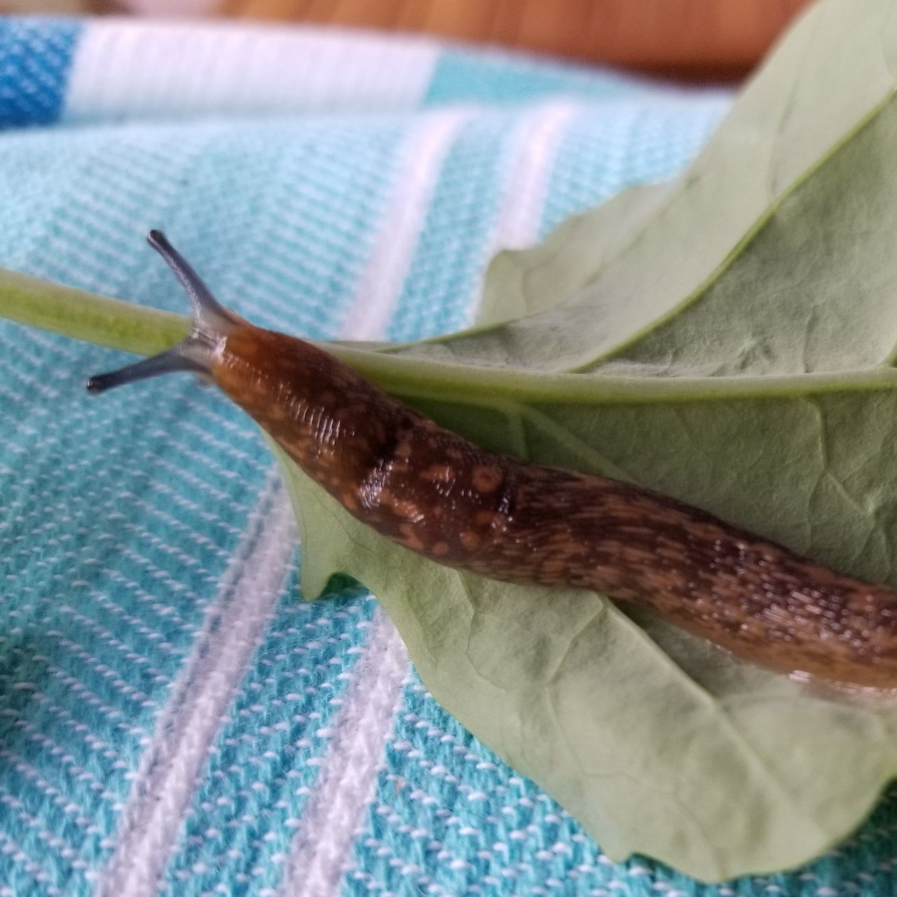 HIGH ANGLE VIEW OF SNAIL