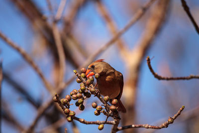 Low angle view of bird perching on branch