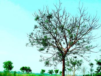 Low angle view of tree against sky