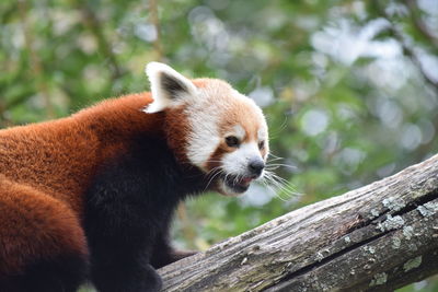 Close-up of red panda on wood