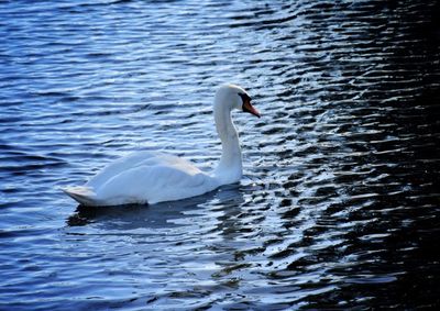 Swan swimming in lake