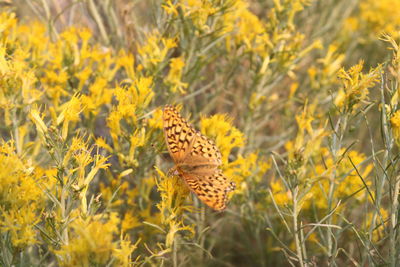 Butterfly on a field