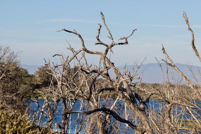 Bare trees on landscape against sky