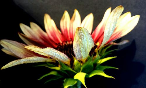 Close-up of flower against blurred background