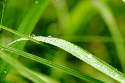 Close-up of water drops on grass