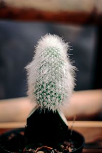 Close-up of cactus plant