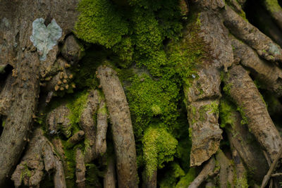 Close-up of moss growing on tree trunk