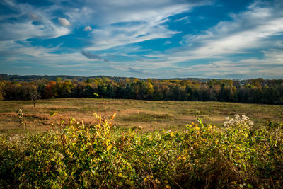 Scenic view of field against sky