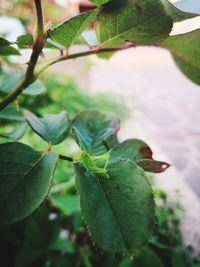 Close-up of green leaves on plant