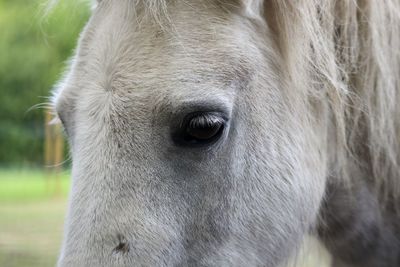 Close-up of a horse