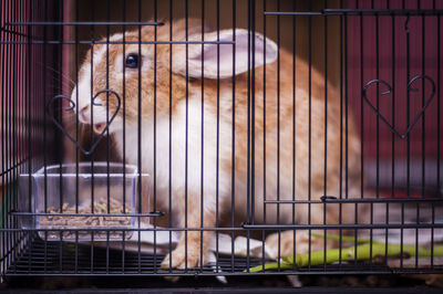 Close-up of rabbit in cage