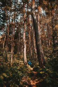 Rear view of man walking by trees in forest