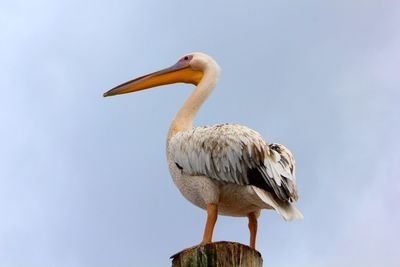 Close-up of pelican perching against sky