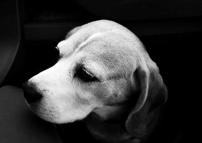 Close-up of a dog looking away