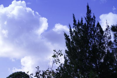 Low angle view of silhouette trees against sky
