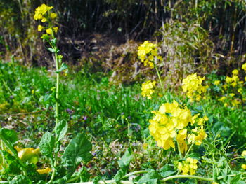 Yellow flowering plants on field