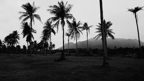 Palm trees on field against clear sky