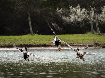 Birds flying over lake