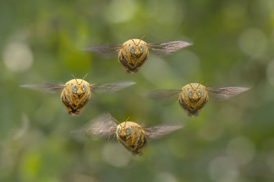 Unique digital manipulation of four bumblebees flying in a diamond formation facing the camera