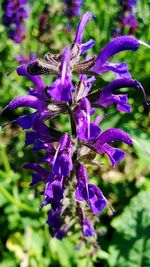 Close-up of purple flowers