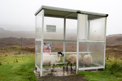 Sheep taking shelter at bus stop