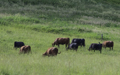 Red and black beef cattle grazing in high native grass in rural appalachia in the summer.