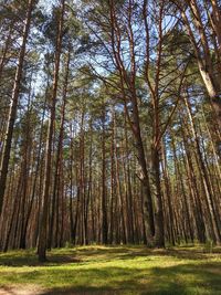 Low angle view of bamboo trees in forest