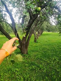 Midsection of person holding tree in field