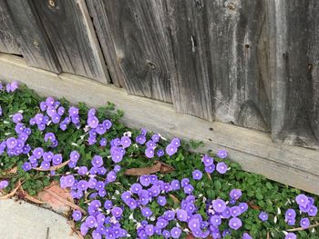 Close-up of flowers blooming outdoors
