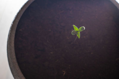 High angle view of small plant