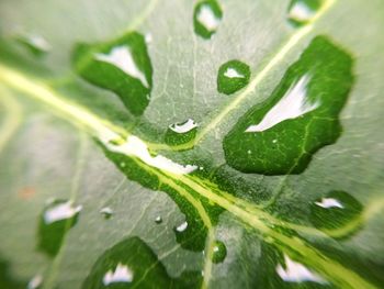 Close-up of raindrops on leaves