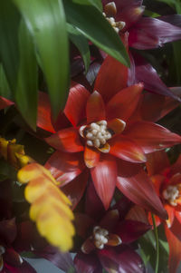 Close-up of flowers