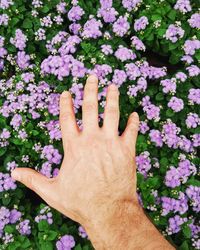Close-up of hand against pink flowers
