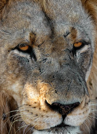 Close-up portrait of a cat