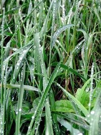 Full frame shot of wet grass