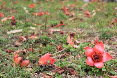 Close-up of red flowers growing in field