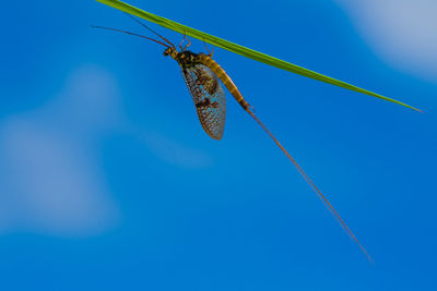 Low angle view of insect on plant against blue sky