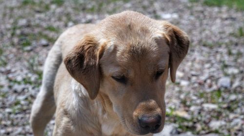 Close-up portrait of dog on field