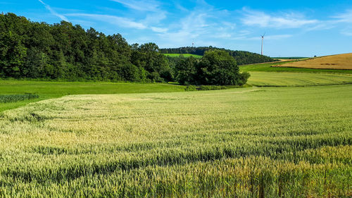 Scenic view of agricultural field against sky